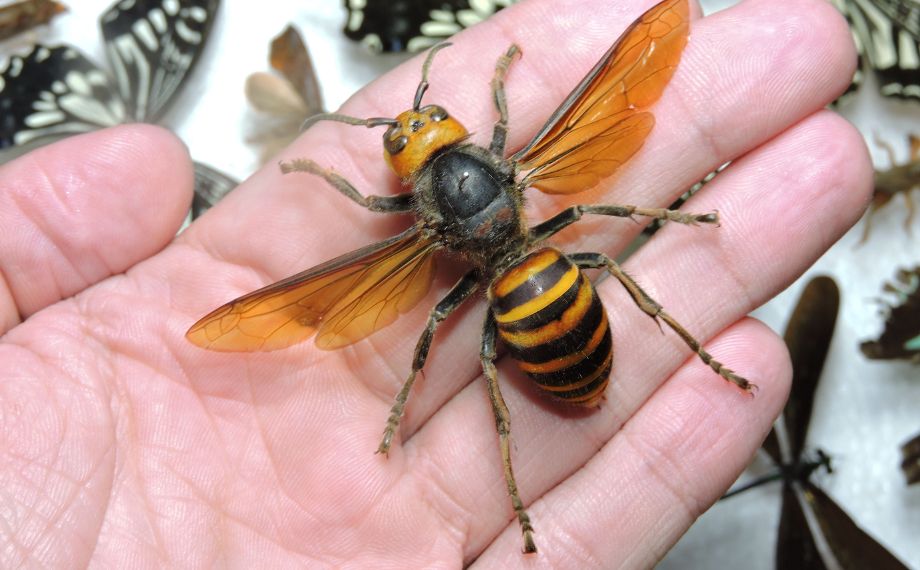 Sršeň mandarinská